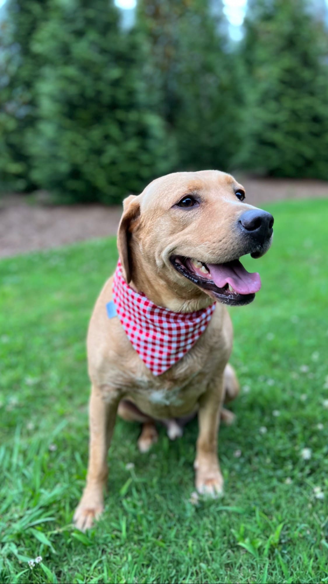 Mr Sunny Bunny, a golden dog with a bandana around his neck celebrating the Fourth of July